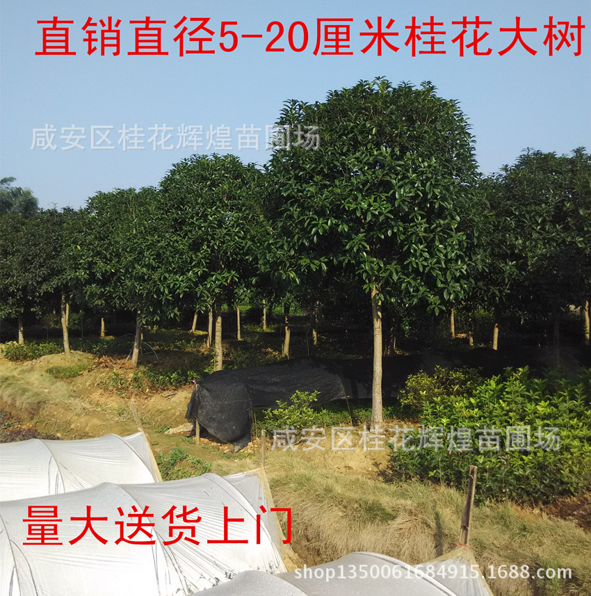 直销金桂丹桂四季桂10公分cm桂花树湖北咸宁八月桂基地四季常绿