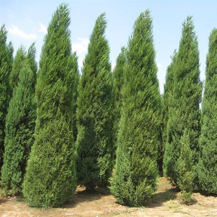 【恒之硕苗木场】供应桧柏小苗 绿化植物 小区绿化 各种规格