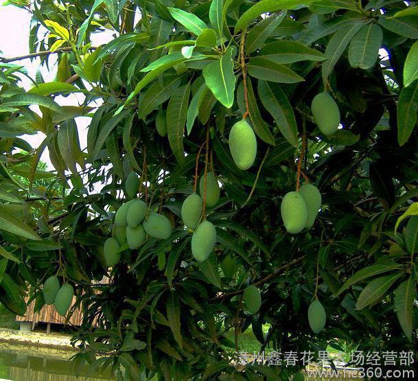芒果树批发地苗假植苗福建绿化芒苗木公园道路绿化果树