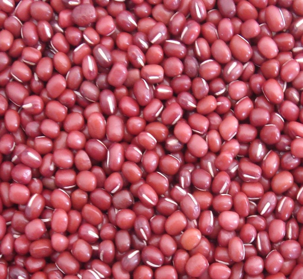 优质批发红小豆优质食用红小豆健康红小豆量多优