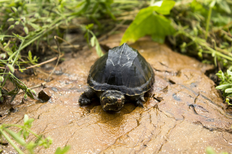 包邮头苗麝香龟 背甲2cm 宠物观赏深水乌龟 蛋龟活体