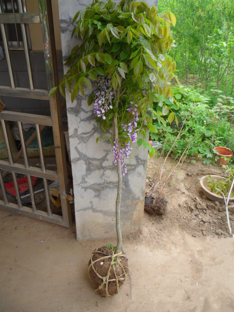 基地直销紫藤树苗 庭院别墅美化 多花紫藤苗 紫花紫藤 攀援花卉