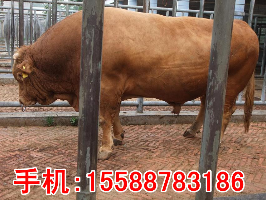 鲁西黄牛种公牛