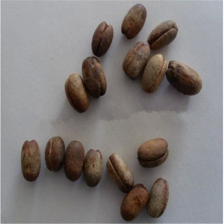 基地供应花木种子新采加拿利海枣种子园林行道绿化