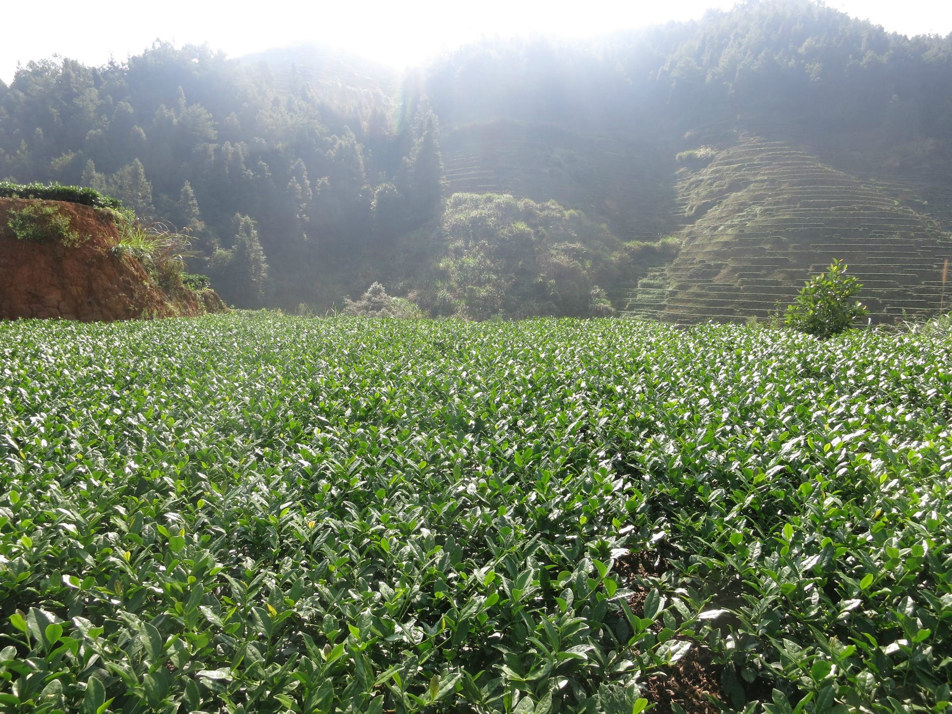 安溪铁观音纯手工高山茶叶韵香型铁观音可散装茶叶批发