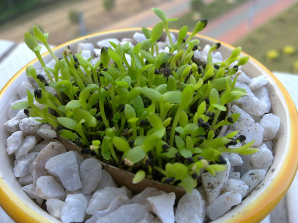 供应 红心火龙果种子