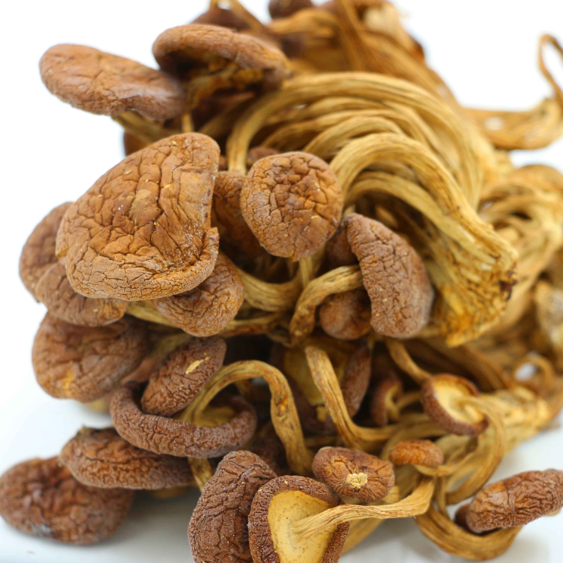 产地直销福建特产优质茶树菇 茶树菇批发 散装茶树菇