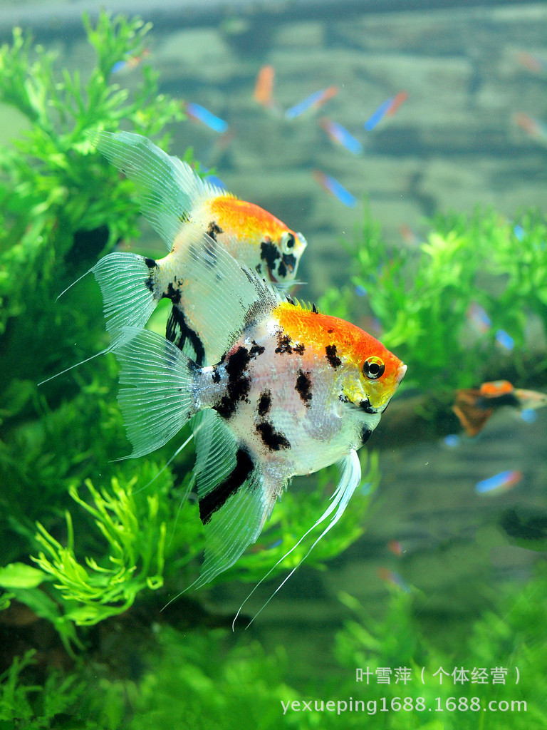 上海热带观赏鱼养殖基地大量供应批发 神仙鱼 燕鱼 渔场自产自销