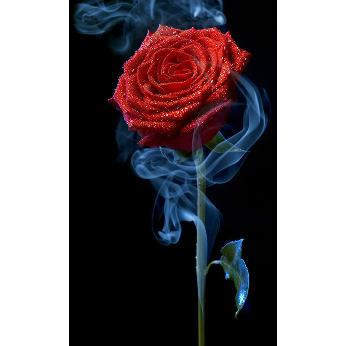 5d钻石十字绣 钻石画花卉 滴水玫瑰 钻石绣新款卧室简单 图片定做