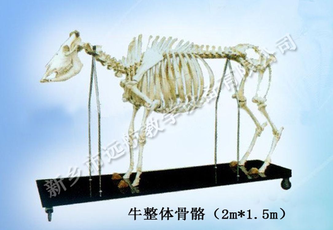 牛整体骨骼标本-1_副本