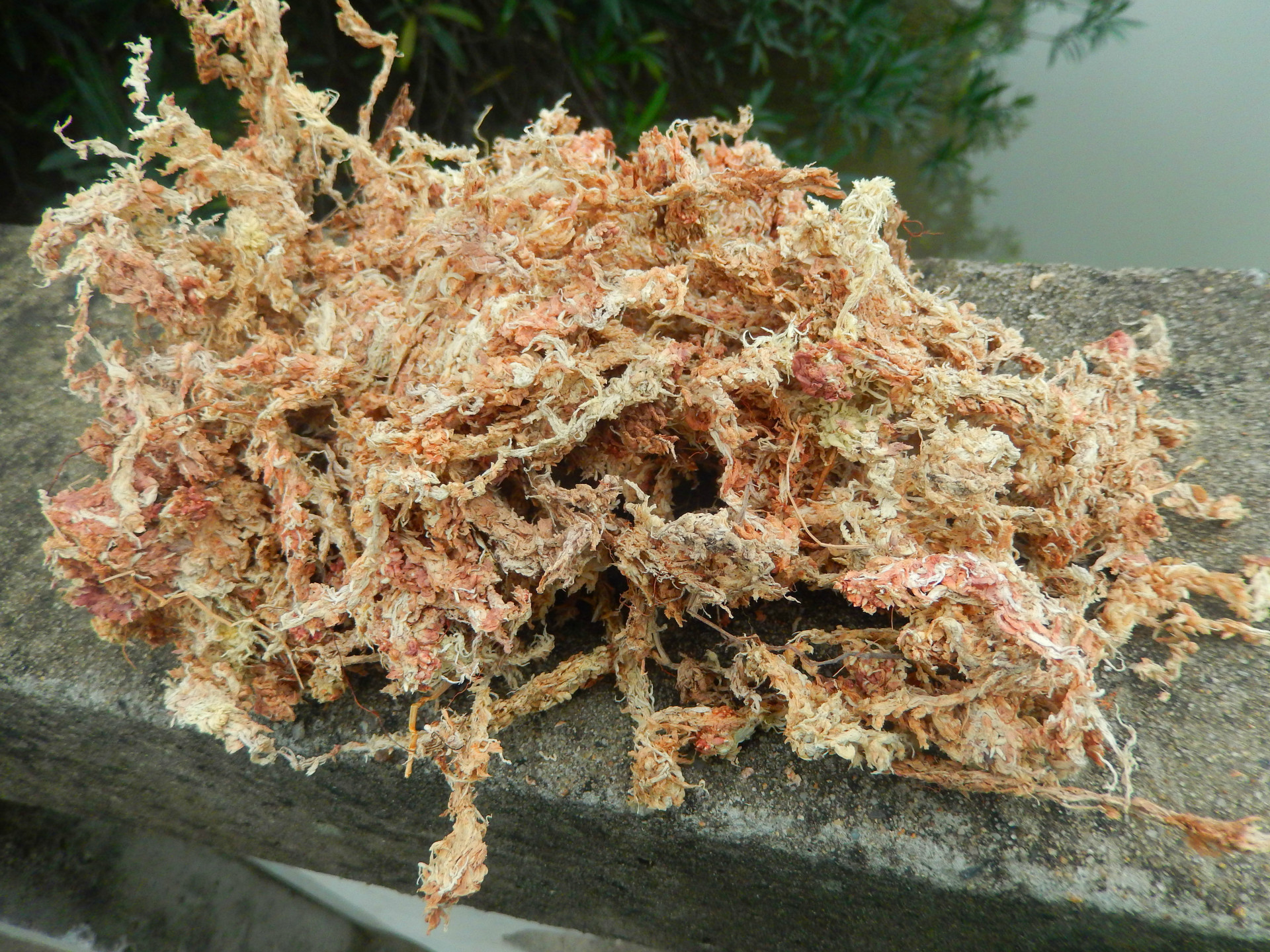 智利进口水苔7星级水苔自分装