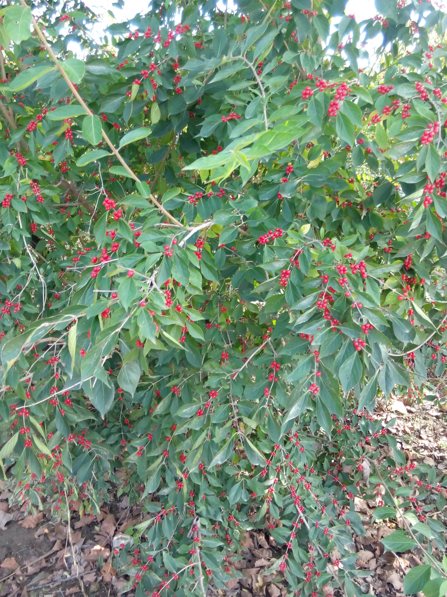 基地供应海州常山丛生海州常山海州常山苗批发海州常山
