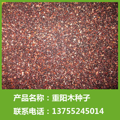 供应优质重阳木种子秋枫种子三叶树种子品种齐全基地批发特价新