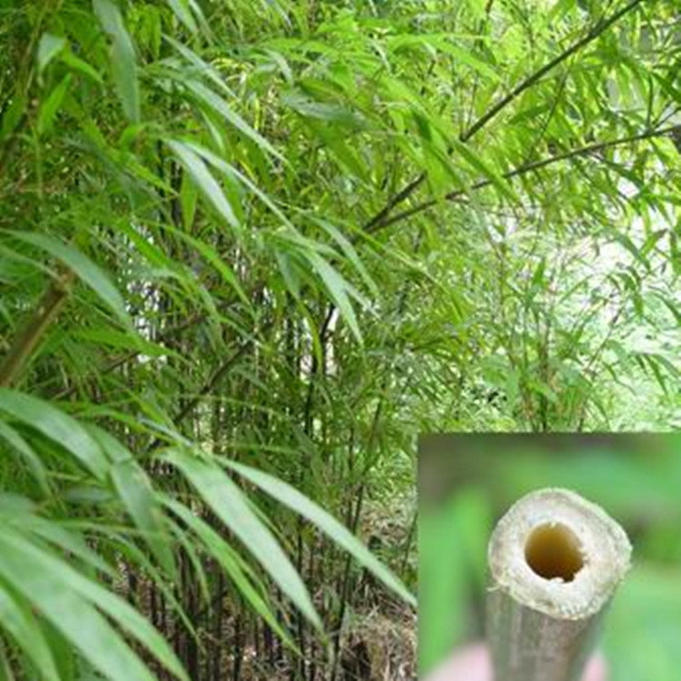 批发竹子 竹苗方竹 方形竹子庭院园林观赏工程绿化量大从优