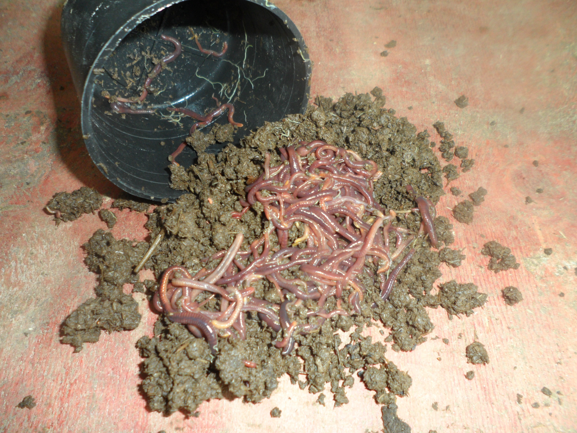 钓鱼蚯蚓厂家直销 批发蚯蚓养殖场 钓鱼蚯蚓生态蚯蚓 万能饵蚯蚓