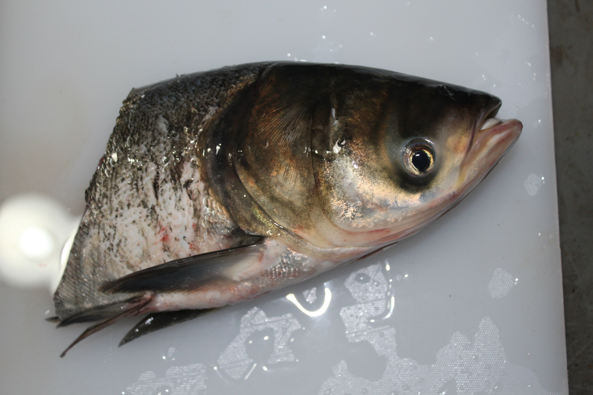 大头鱼鱼头胖头鱼鳙鱼鱼头-鲫鱼交易网