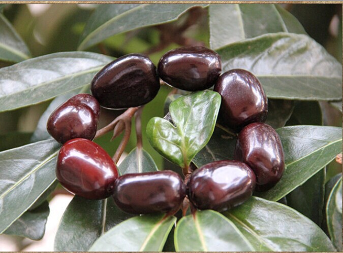 爆款优质上等吉祥果菩提手串 厂家供应吉祥果菩提子手链 佛珠.