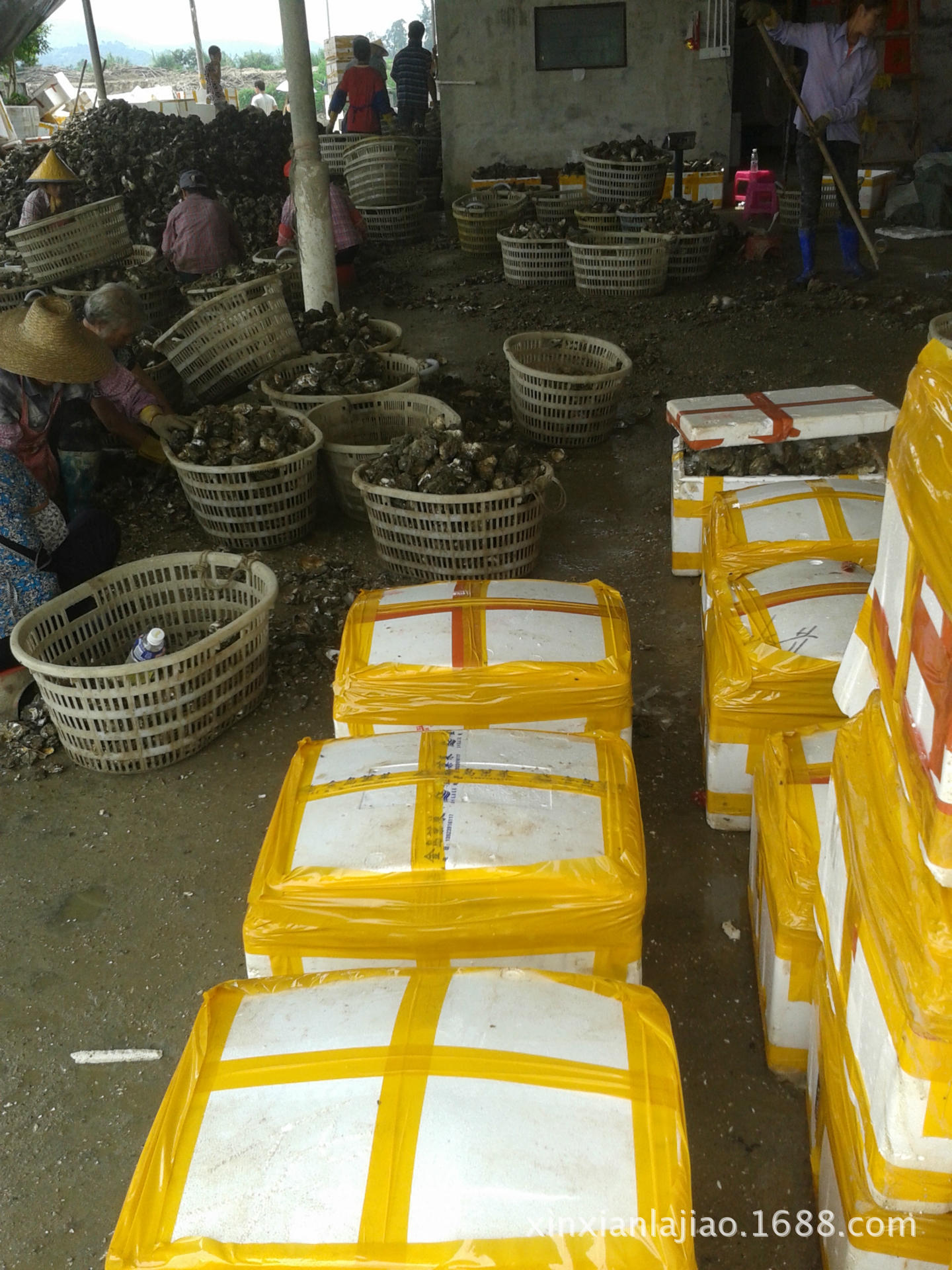 烧烤生蚝 半壳生蚝批发生蚝 牡蛎批发 专供烧烤档 鲜活生蚝