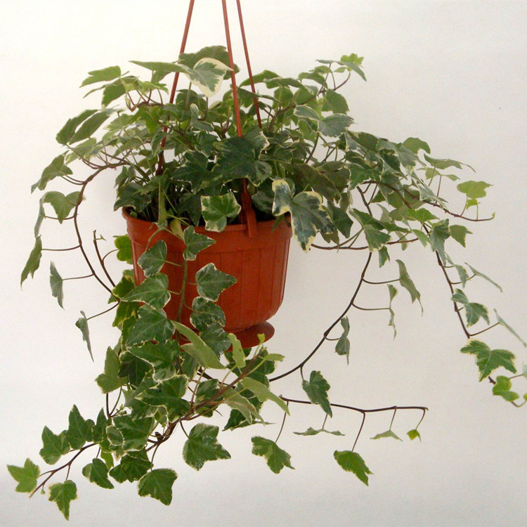 两种价格一样 拍下备注 常春藤,五加科常春藤属多年生常绿攀援灌木