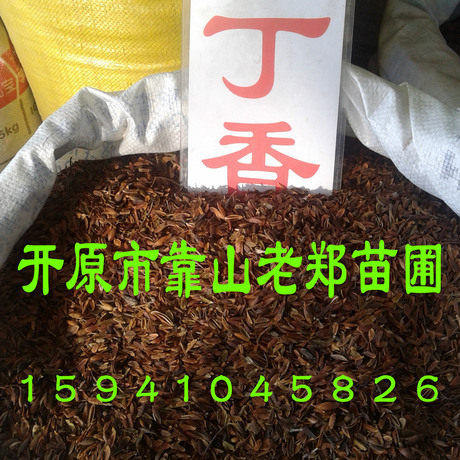 铁岭市老郑苗圃 欢迎咨询低价【红瑞木种子】当年新采摘 品质保