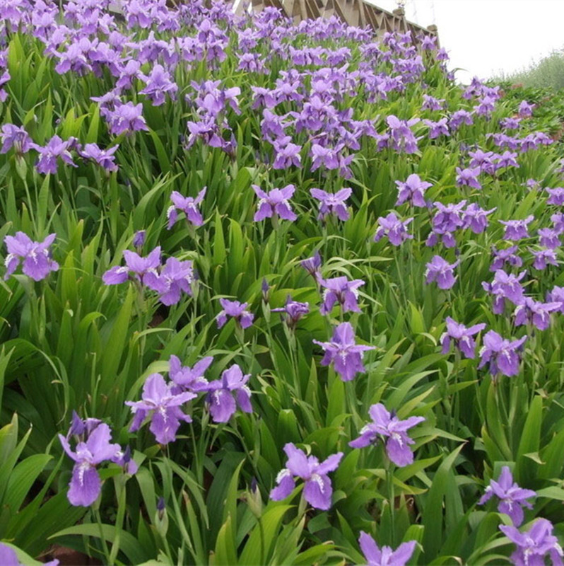 【基地供应商】常年批发各种水生植物马蔺小苗马莲马兰花小苗价格