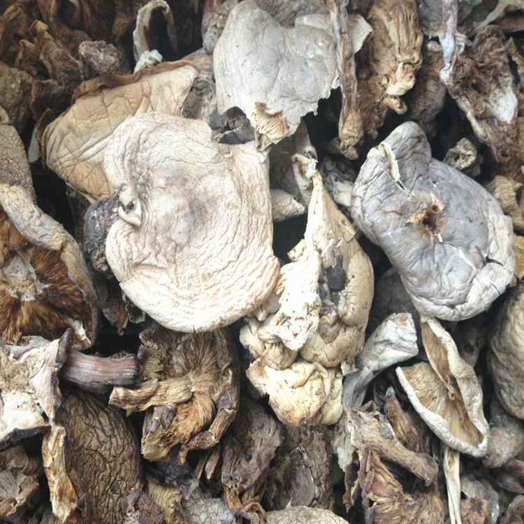 【精品推荐】优惠批发精选剪根紫丁香蘑菇 野生蘑菇 片状货