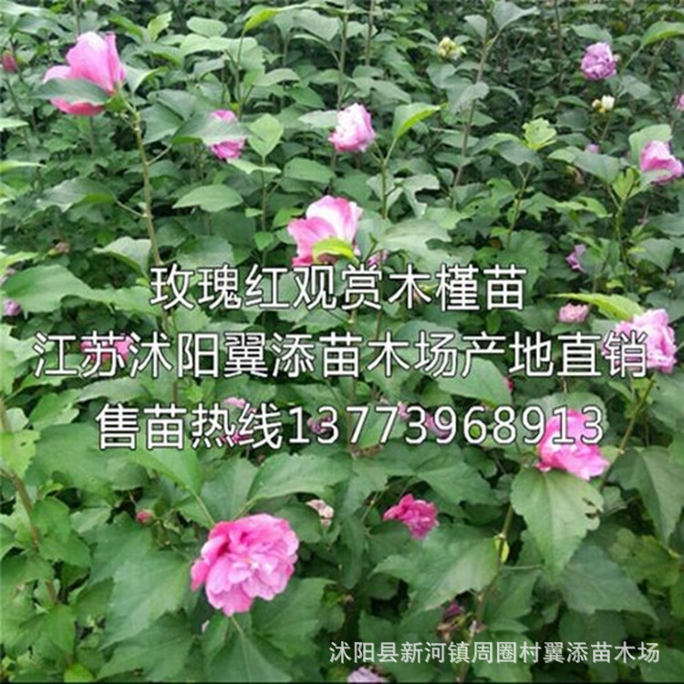 江苏1米高红花木槿苗批发重瓣玫瑰红木槿树苗当年开花苗包邮