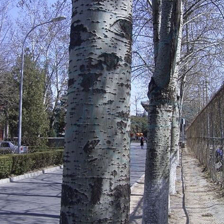 【大福源园林】林毛白杨 意杨 速生杨树苗 杨树小苗 规格齐全