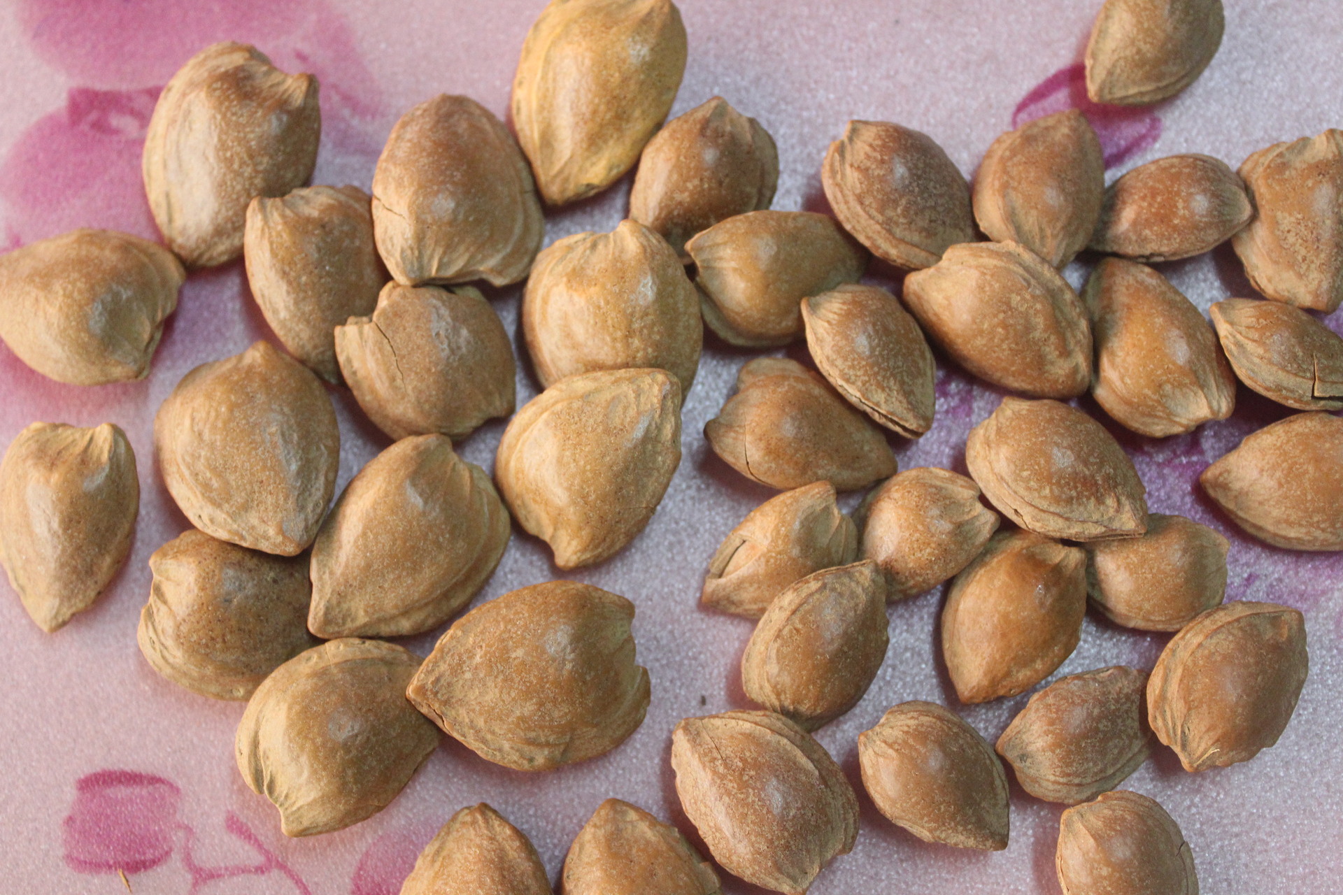 地摊货 杏核散装 河北特产 干果