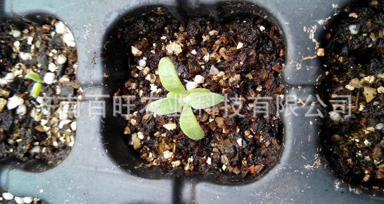 特菜冰草种子 非洲冰菜种苗 原产南非 发芽率高阳台可种