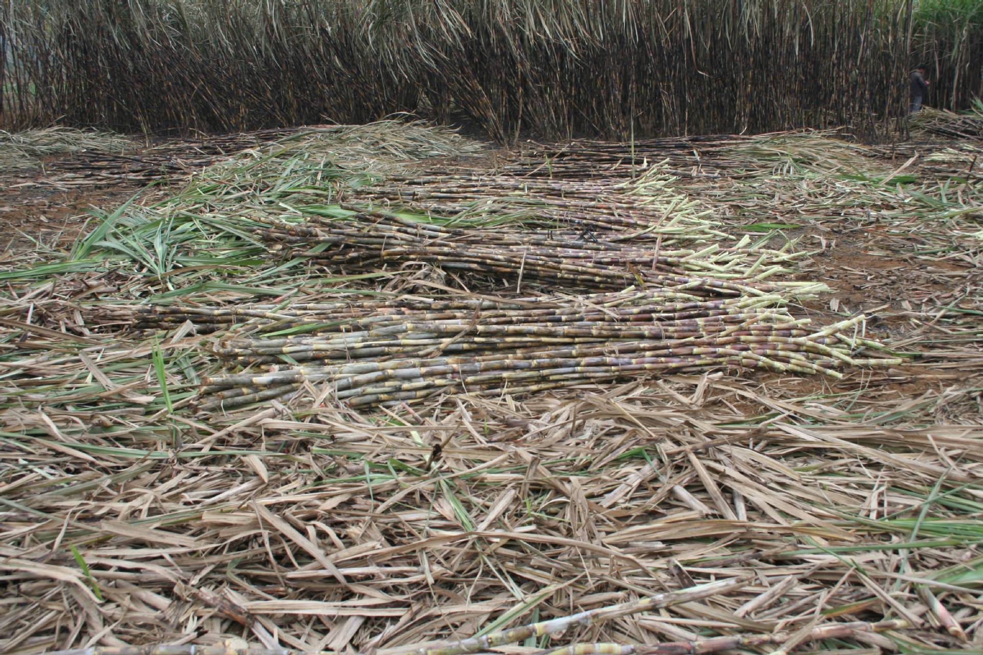 厂家生产定做甘蔗剥叶机 小型农业机械zp3