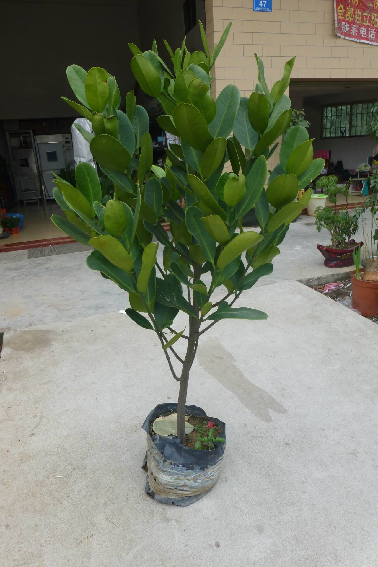 供应批发高4米 台湾福木假植苗园林景观绿化