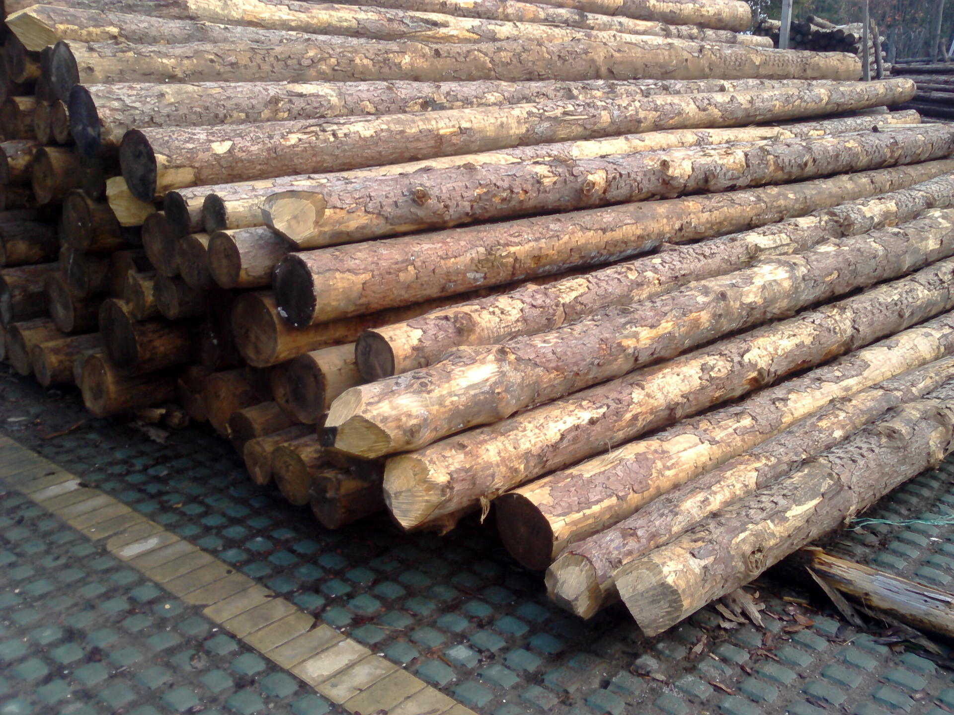 公园河道工程专用6米俄罗斯落叶松