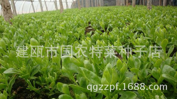 种子种苗_特菜种子种苗 田七菜 三七菜 穿心莲