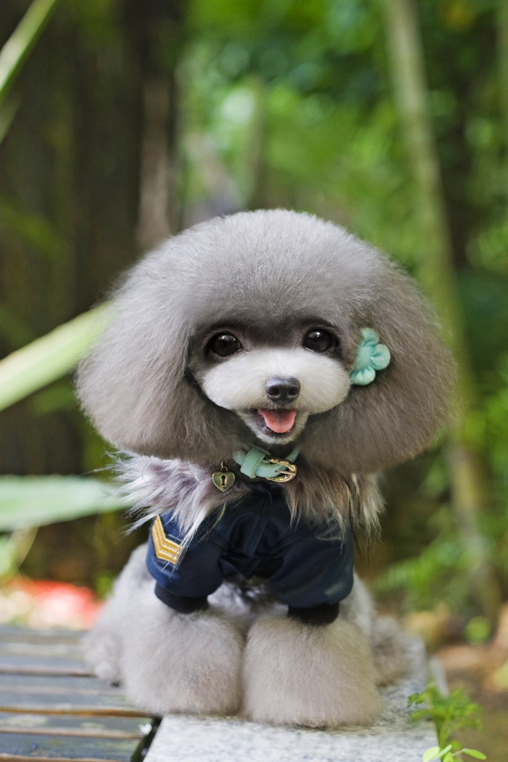 dogbaby宠物服装宠物皮衣秋冬新款时尚皮夹克