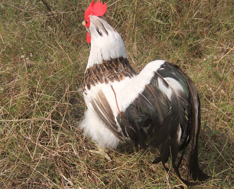 仿真白花公鸡 家居摆件 摄影道具 羽毛手工制作工艺品 教学模型