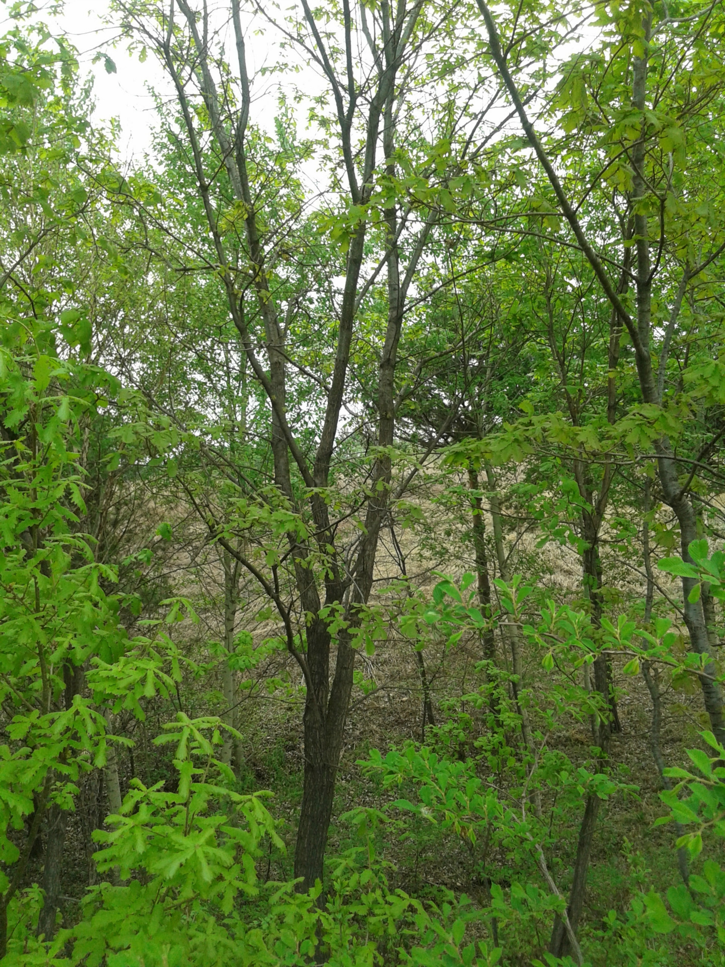 大量辽中栎柞树棹树蒙古砾五角五角枫球丛生五角风蒙古栎