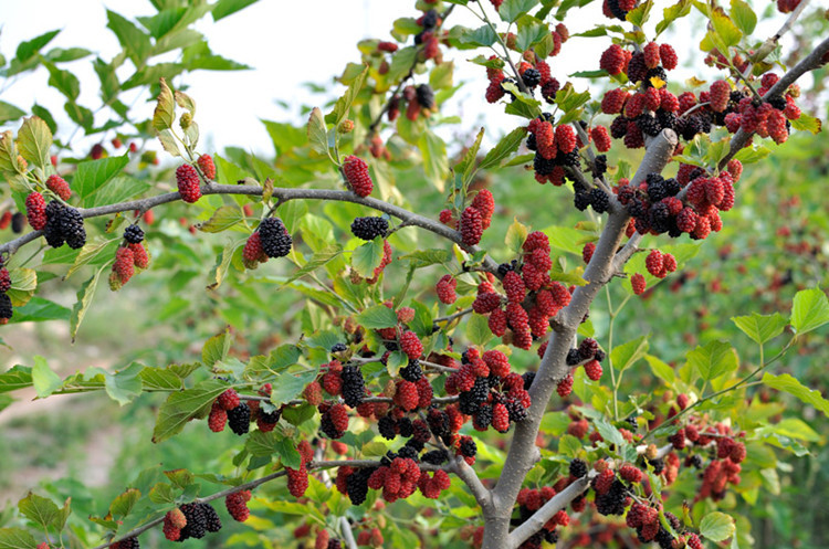 批发台湾四季超级长果桑 紫金蜜桑 果桑树 桑果苗 桑葚树苗 果树