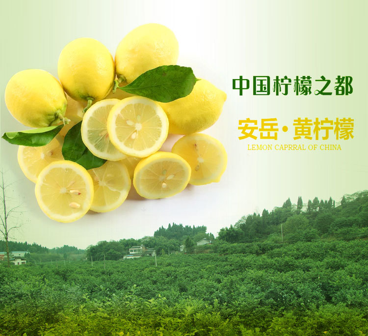 心柠 包邮安岳柠檬500克约3-5个 新鲜现摘多汁 1件起批1件代发