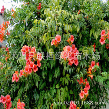 凌霄花苗/凌霄花/凌霄苗/凌霄树/美国凌霄花苗爬藤超快当年开花