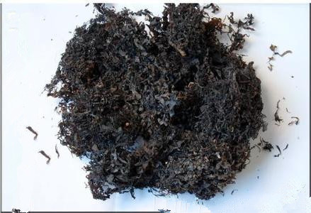 问心堂药业供应中药材海藻