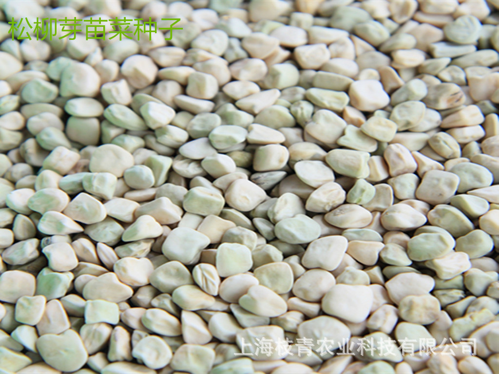 芽苗菜松柳种子批发云松苗芽苗菜种子无土栽培