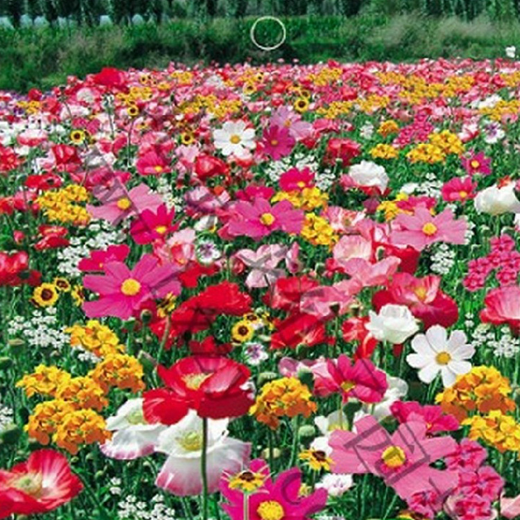 阳台盆栽优质野花组合种子 多年生 耐湿 耐阴 野花 可大量批发