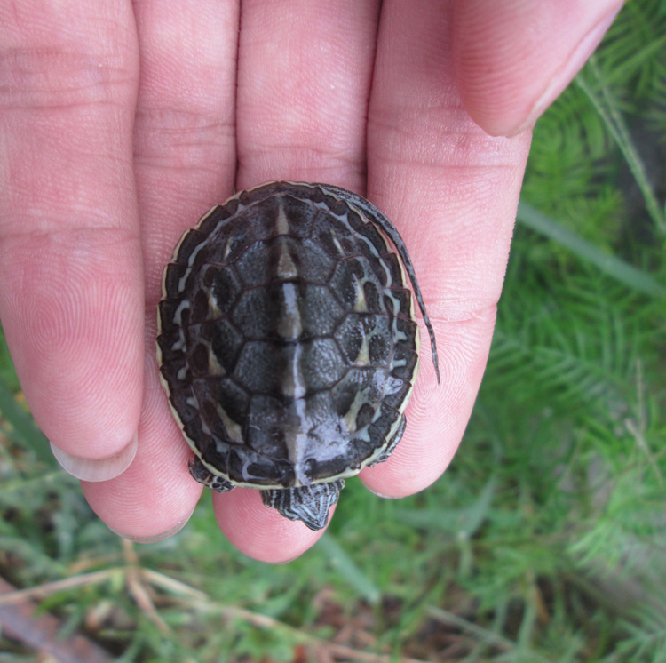 台湾草龟苗6克以上背甲3cm 左右 宠物活体小乌龟 花龟珍.