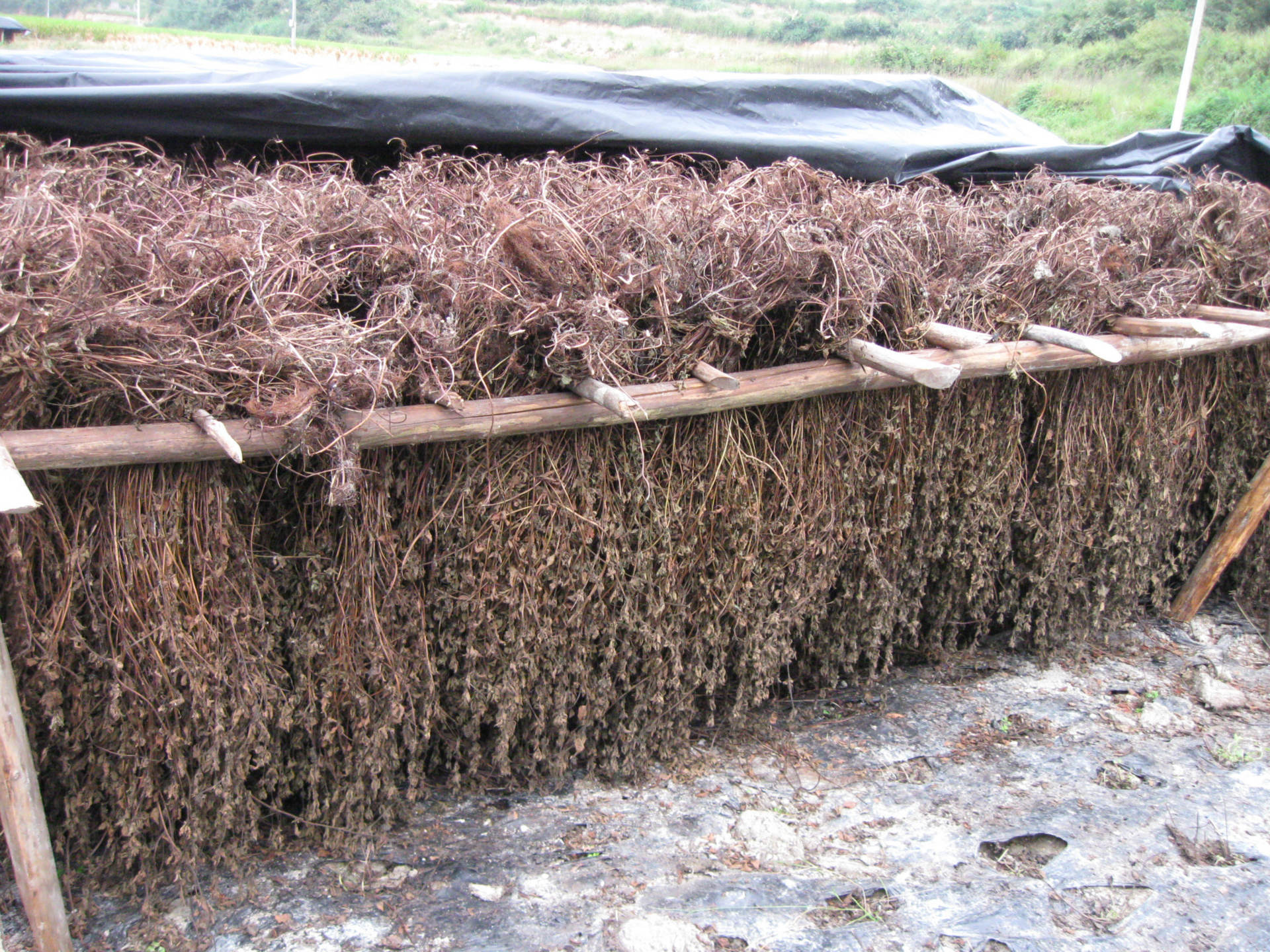 武平仙草凉粉草叶片邱福平福建仙草凉茶原料基地仙人草产地批1kg