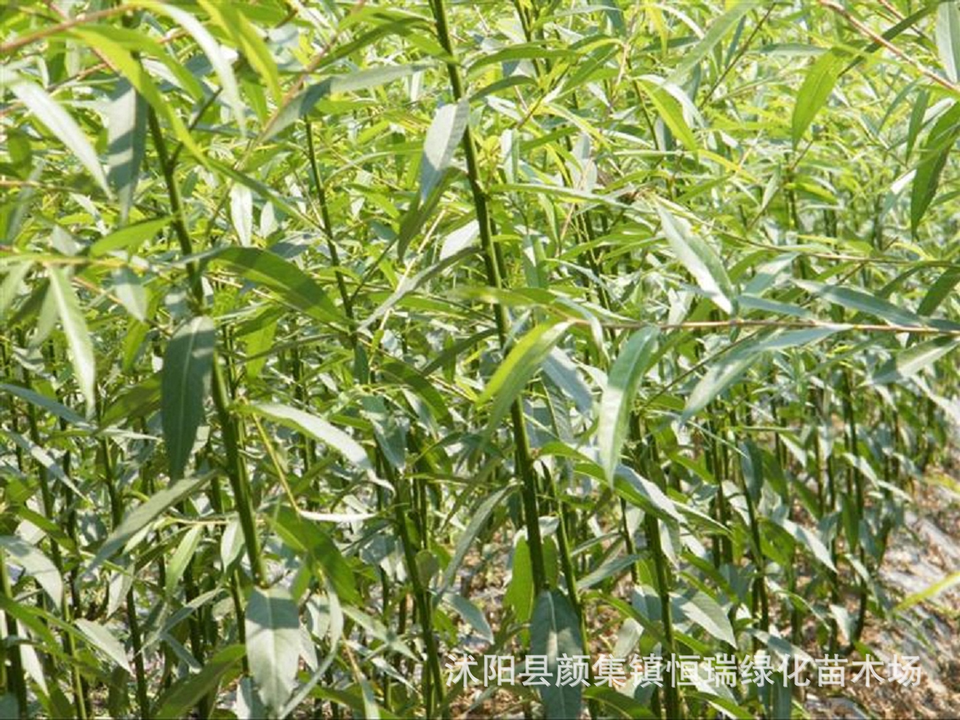 大量销售杞柳,杞柳苗,黄皮杞柳,青皮杞柳用于工程绿化苗木价低