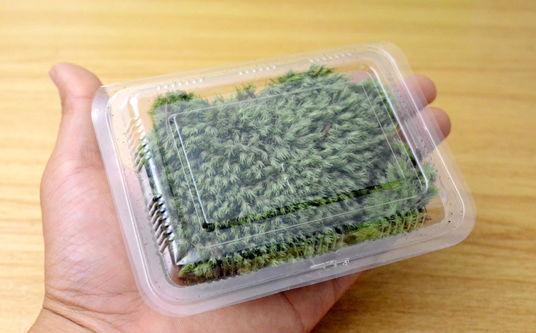 新鲜小白发苔藓 微景观苔藓铺面植物 微观新鲜小白发藓