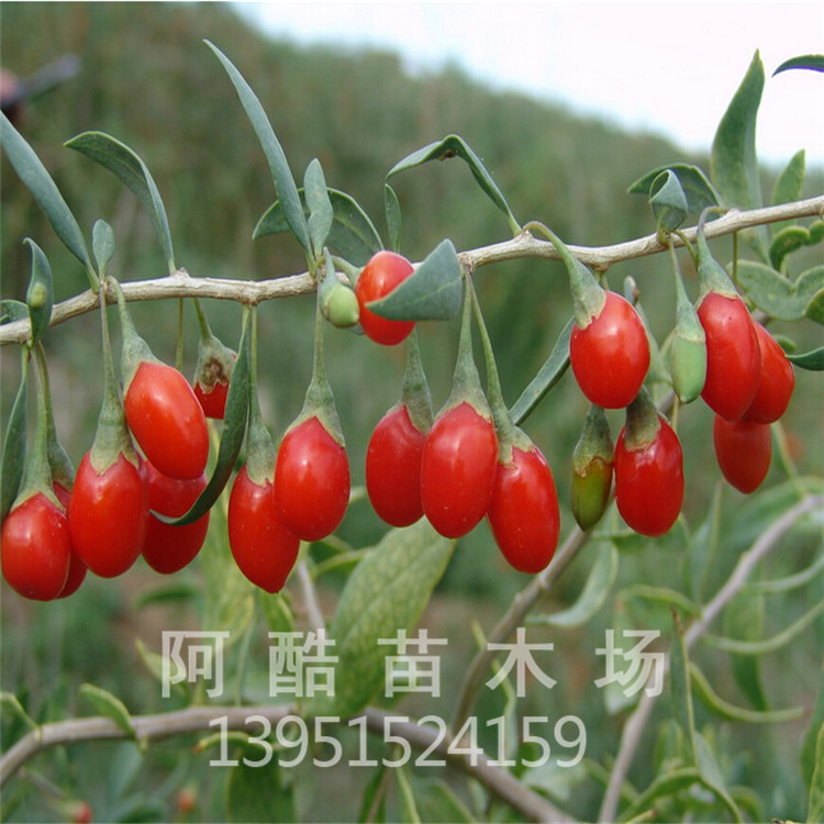 枸杞苗 枸杞花苗 可盆栽 规格齐全 易成活 宝贝描述: 枸杞的营养价值