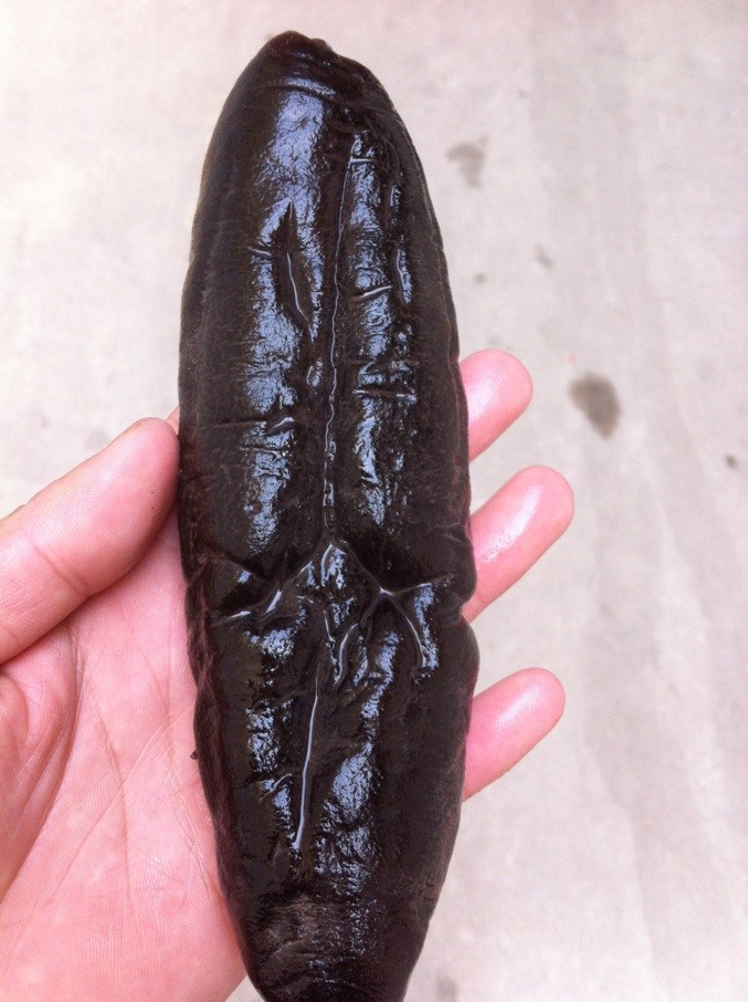 去皮茄参 无皮无泥无牙无肠 淡干海参 泡制方便 营养丰富