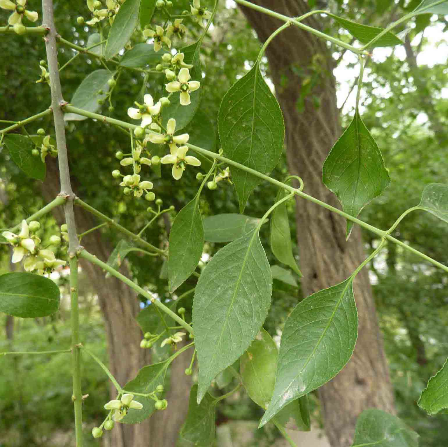 大量供应各种工程绿化苗木 批发 优质 冬青卫矛 大叶黄杨 卫矛苗